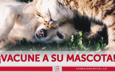 Vacunación de mascotas