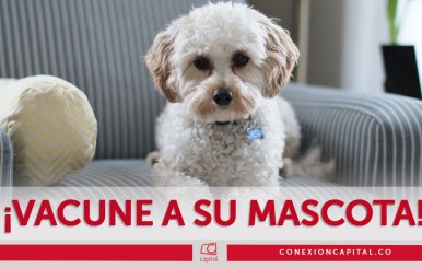 Vacunación de mascotas en Kennedy