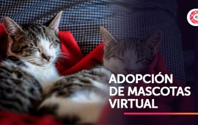 Campaña de adopción durante cuarentena