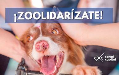 zoolidarizate