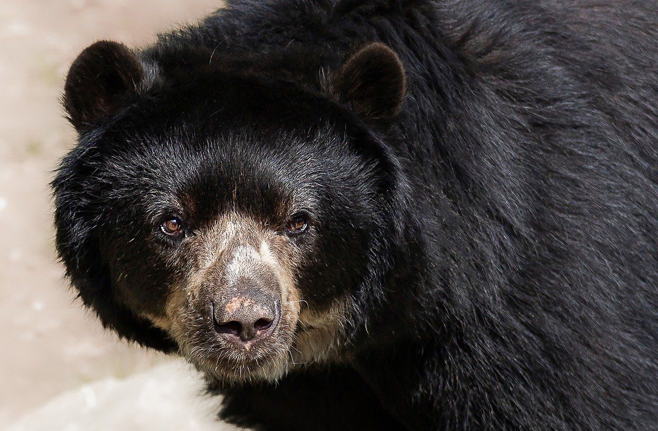 oso de anteojos