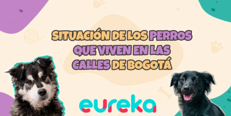 ¿Cómo es la situación de los perros abandonados en Bogotá?