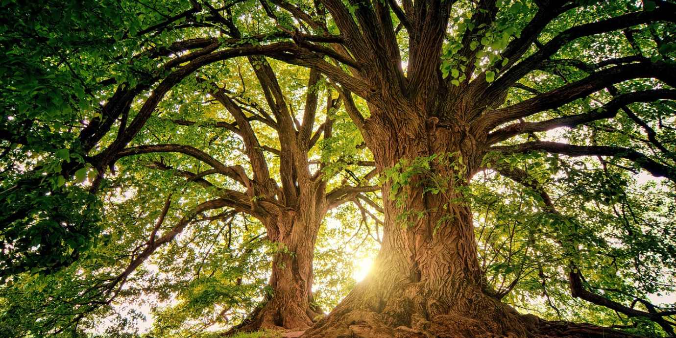 Árboles bañados por la luz del sol