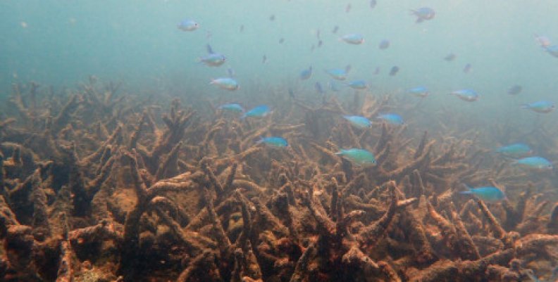 Imagen tomada de Coral Reef Studies