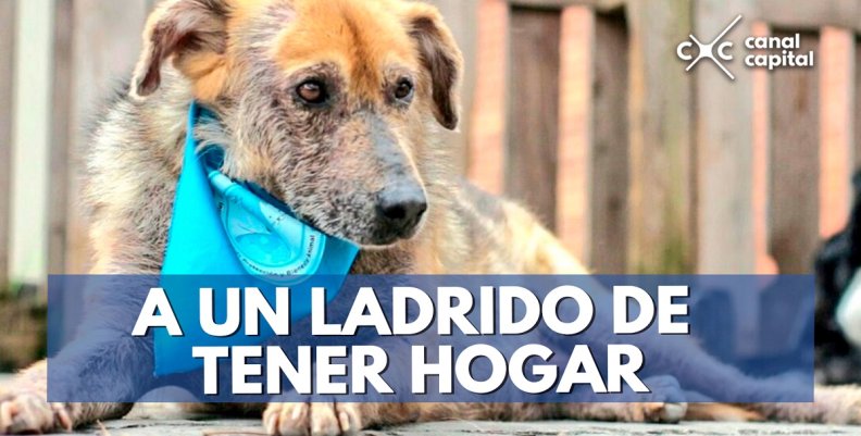 A-UN-LADRIDO-DE-TENER-HOGAR