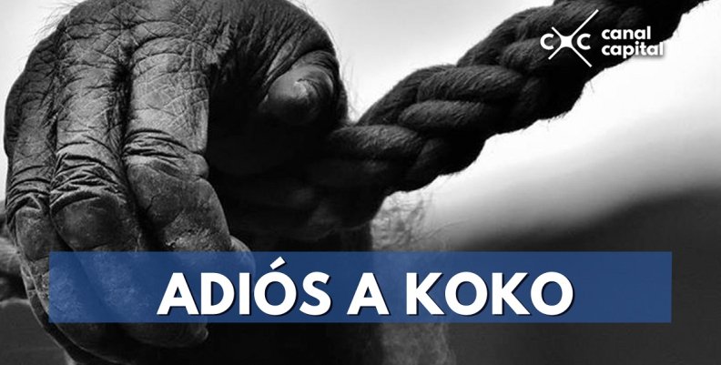 ADIÓS-A-KOKO