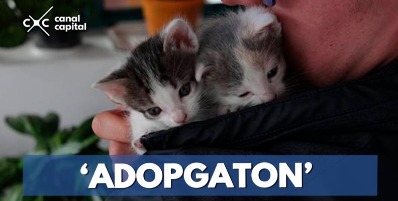 ‘Adopgaton’-