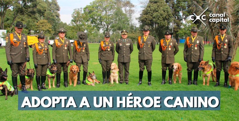 ¿Te gustaría adoptar a un héroe de cuatro patas?