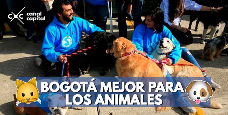 animales animales