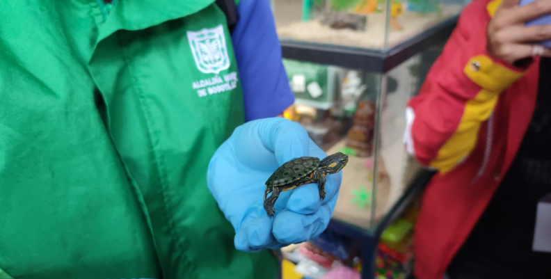 Animales silvestres comercializados en Bogotá