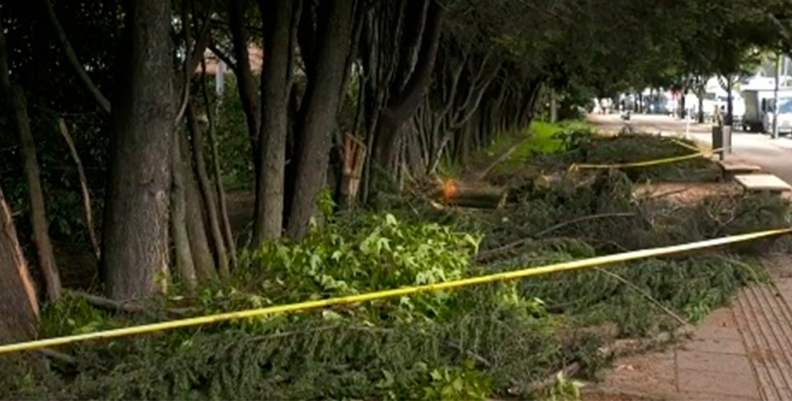 Árbol cayó sobre una familia en Suba