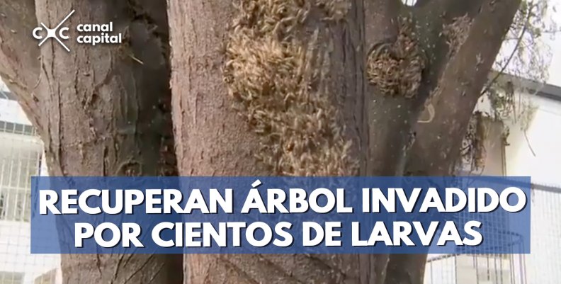 arbol1 arbol1