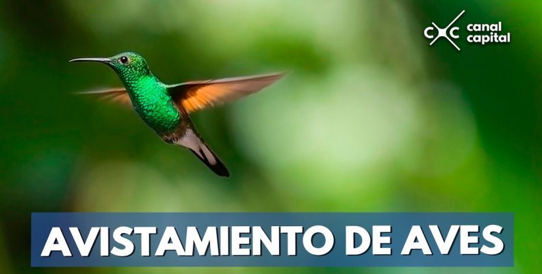 AVISTAMIENTO-DE-AVES