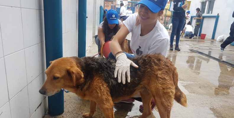 Voluntario del Instituto de Protección y Bienestar Animal