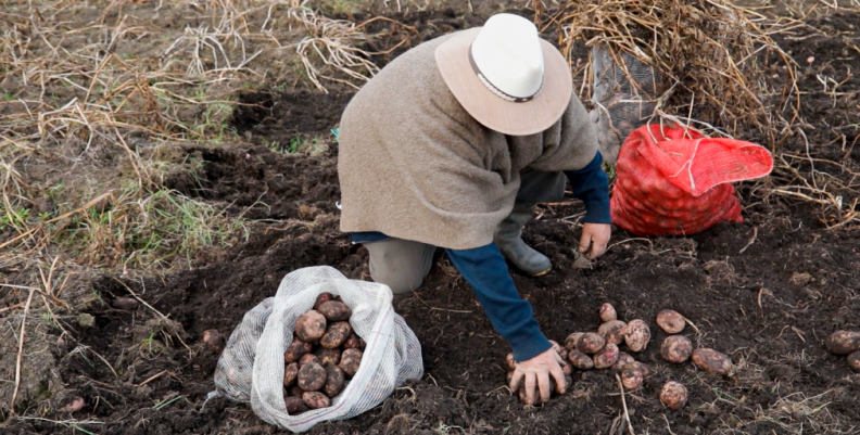 Bogotá comensal, nueva serie sobre la soberanía alimentaria Bogotá comensal, nueva serie sobre la soberanía alimentaria