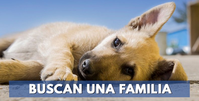 perros-buscan-una-familia