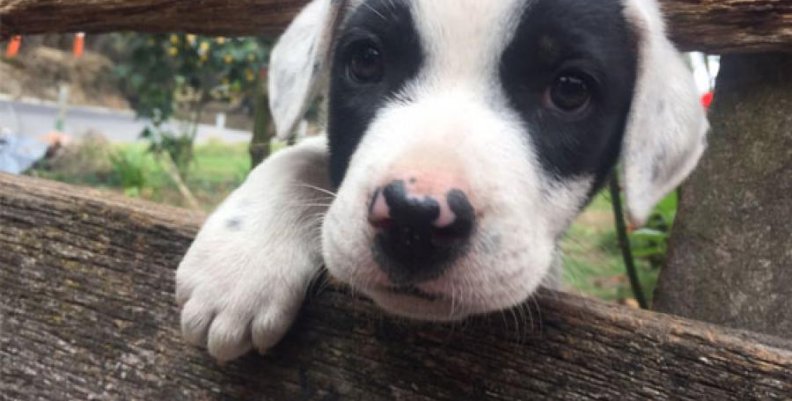 cachorro cachorro