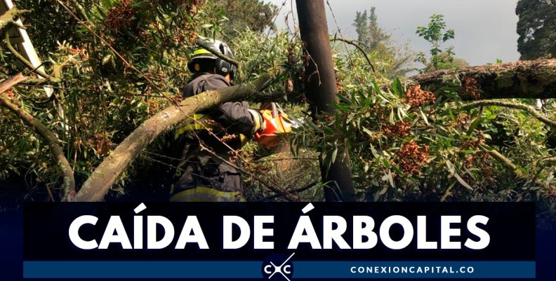 Cerca de 300 árboles se han caído en Bogotá durante el 2019 Cerca de 300 árboles se han caído en Bogotá durante el 2019
