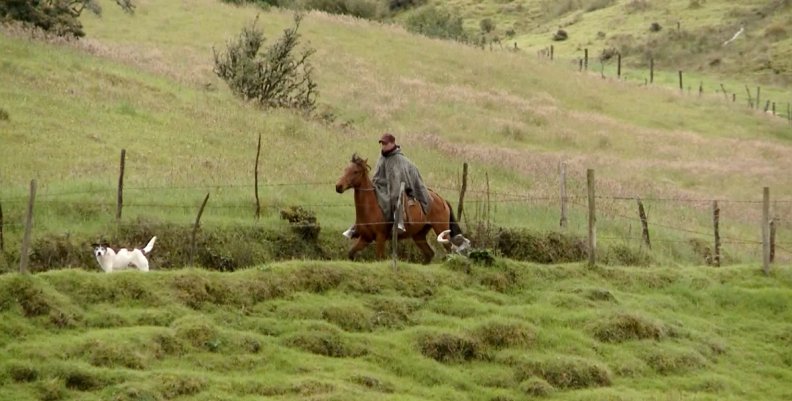 Campesino