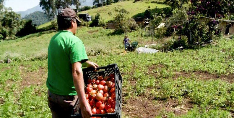 Campesinos