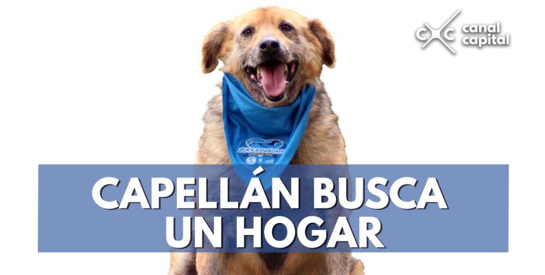 Capellán-busca-un-hogar