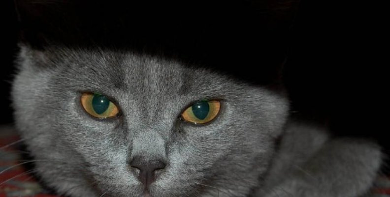 cat-1905431_960_720 cat-1905431_960_720