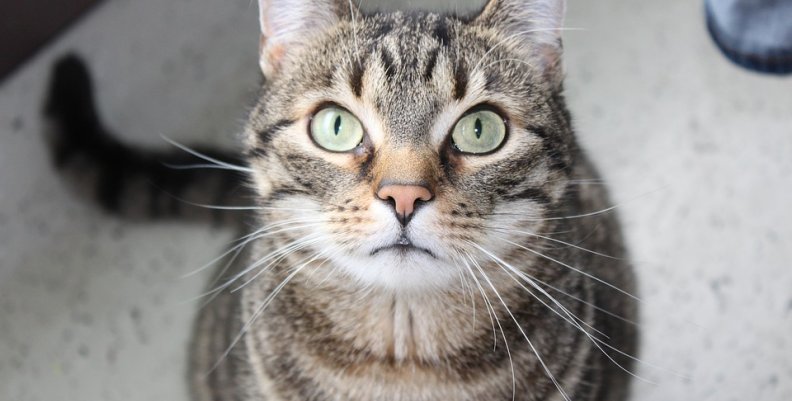 cat-2373624_960_720 cat-2373624_960_720