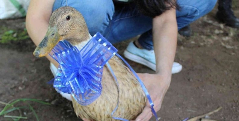 Campaña ‘Un Hogar Pato’Da La Vida‘ Campaña ‘Un Hogar Pato’Da La Vida‘