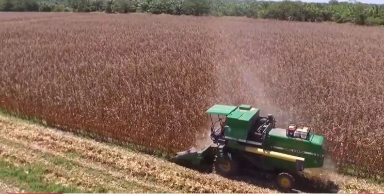 Productores de maíz de Cundinamarca recibirán semillas tecnificadas