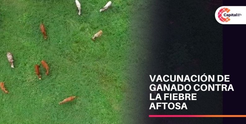 Vacunación contra la fiebre aftosa