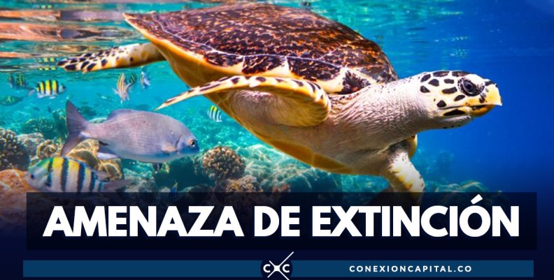 Un millón de especies animales y vegetales están amenazadas de extinción