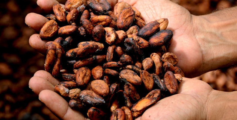 Cacao