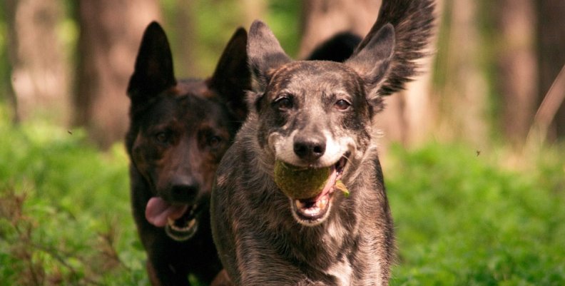 dog-678073_960_720 dog-678073_960_720