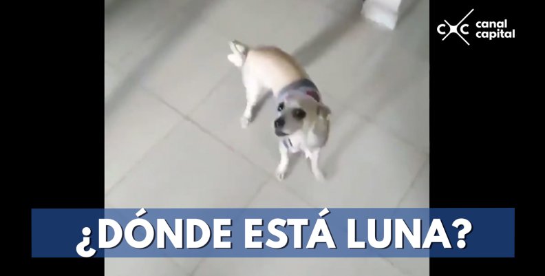 Redes se derriten con la reacción de una perrita al ser "desaparecida"