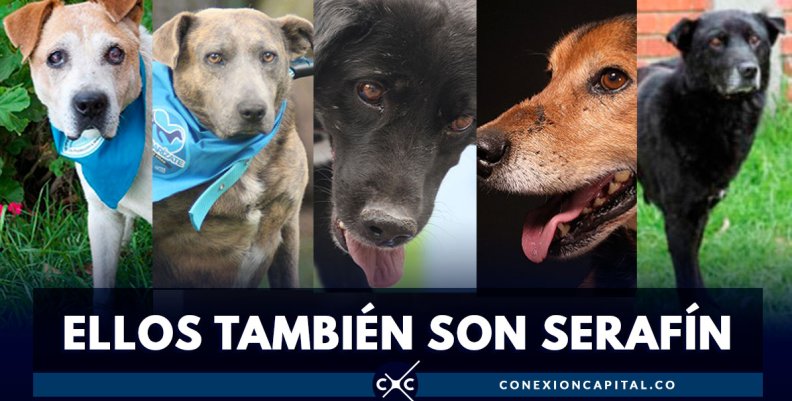 ELLOS-TAMBIÉN-SON-SERAFÍN-- ELLOS-TAMBIÉN-SON-SERAFÍN--