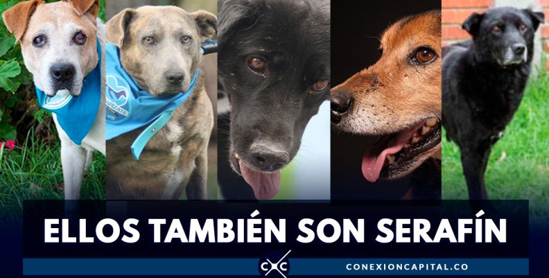 ELLOS-TAMBIÉN-SON-SERAFÍN--