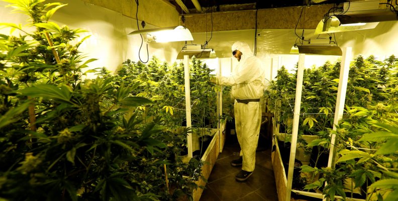 Gardener Joaquin Fonseca checks marijuana plants in an indoor plantation of a marijuana's smokers club on the outskirts of Montevideo