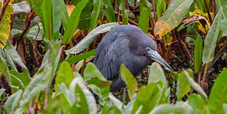 garza azul