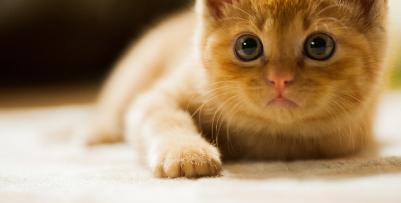 gato-1 gato-1