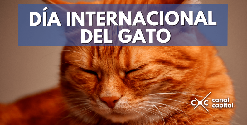 gato-min