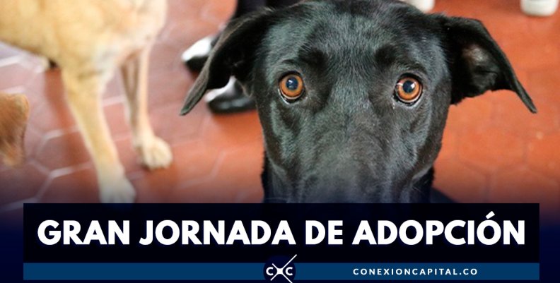 gran-jornada-de-adopción