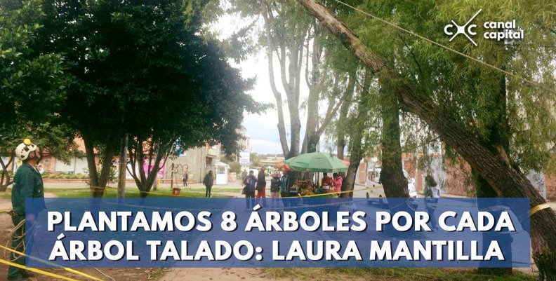 Hemos-plantado-8-árboles-por-cada-árbol-talado--Laura-Mantilla-