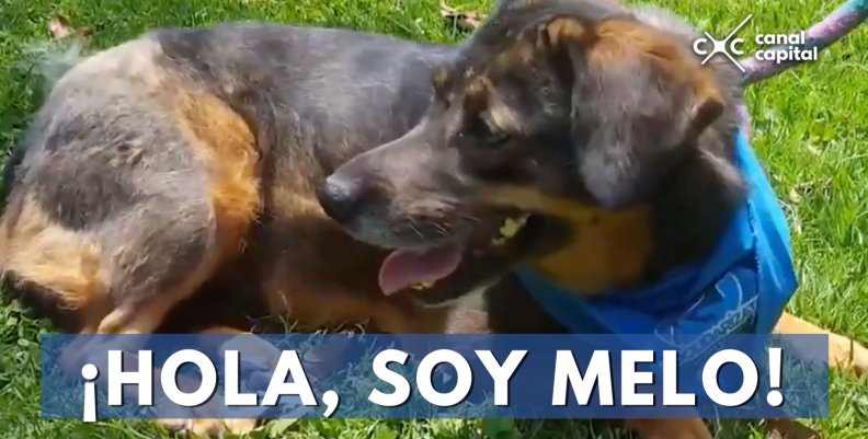 Hola-soy-Melo Hola-soy-Melo