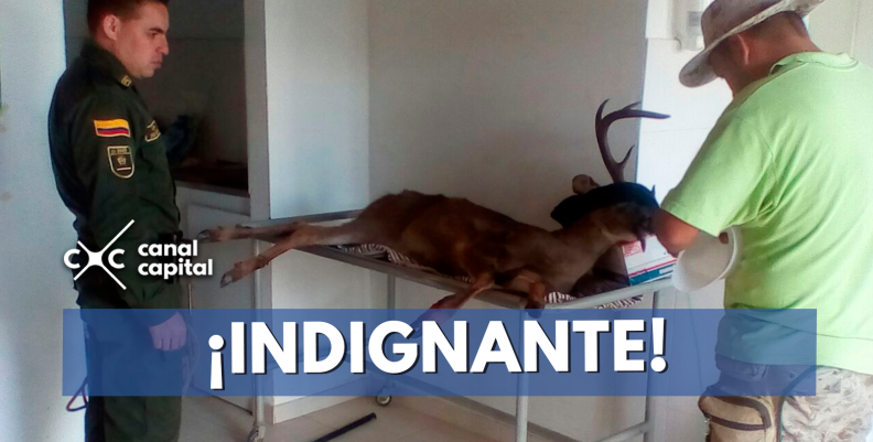 indignante