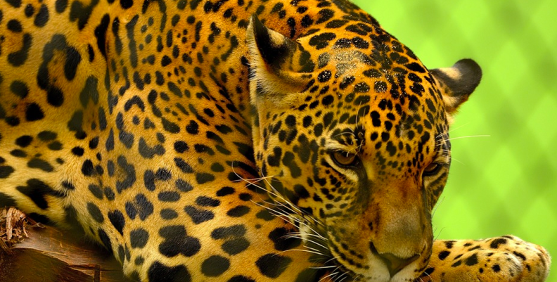 jaguar1 jaguar1