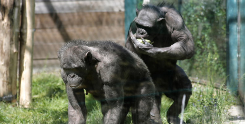 Chimpancés Chimpancés