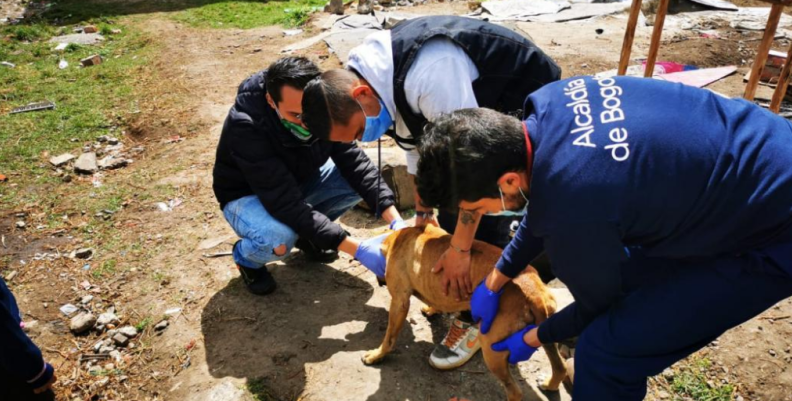 Ayuda a perros callejeros Ayuda a perros callejeros