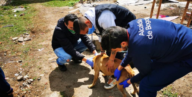 Ayuda a perros callejeros