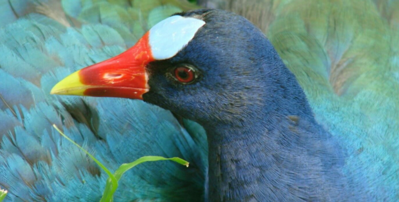 Tingua Azul y aves migratorias