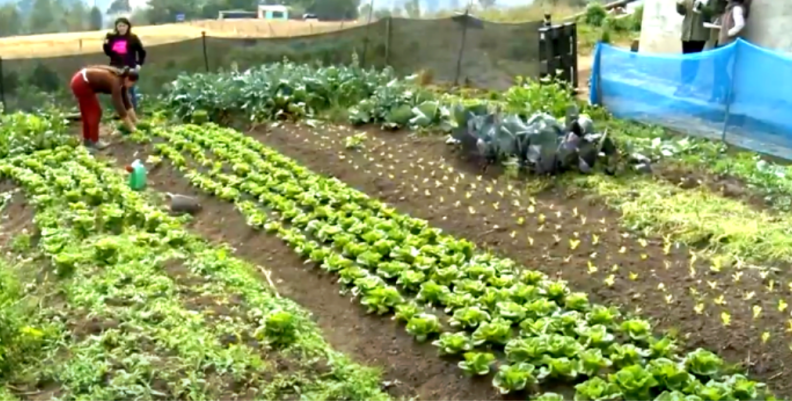 Agricultura en Colombia